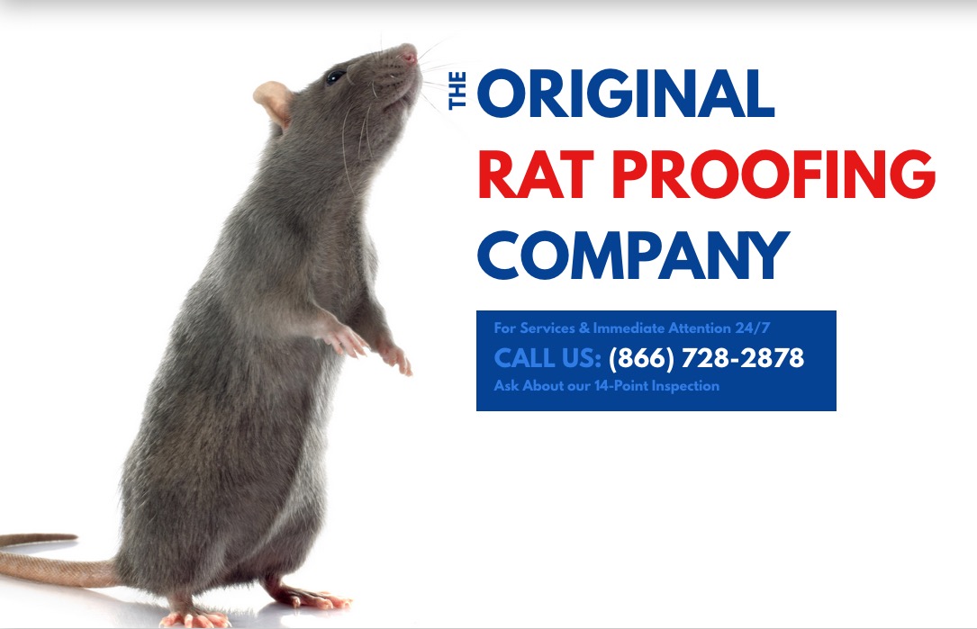 Rodent Control Los Angeles - Rat Exterminator - American Rat Control