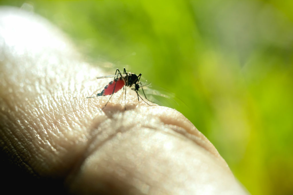 mosquito dangerous pests