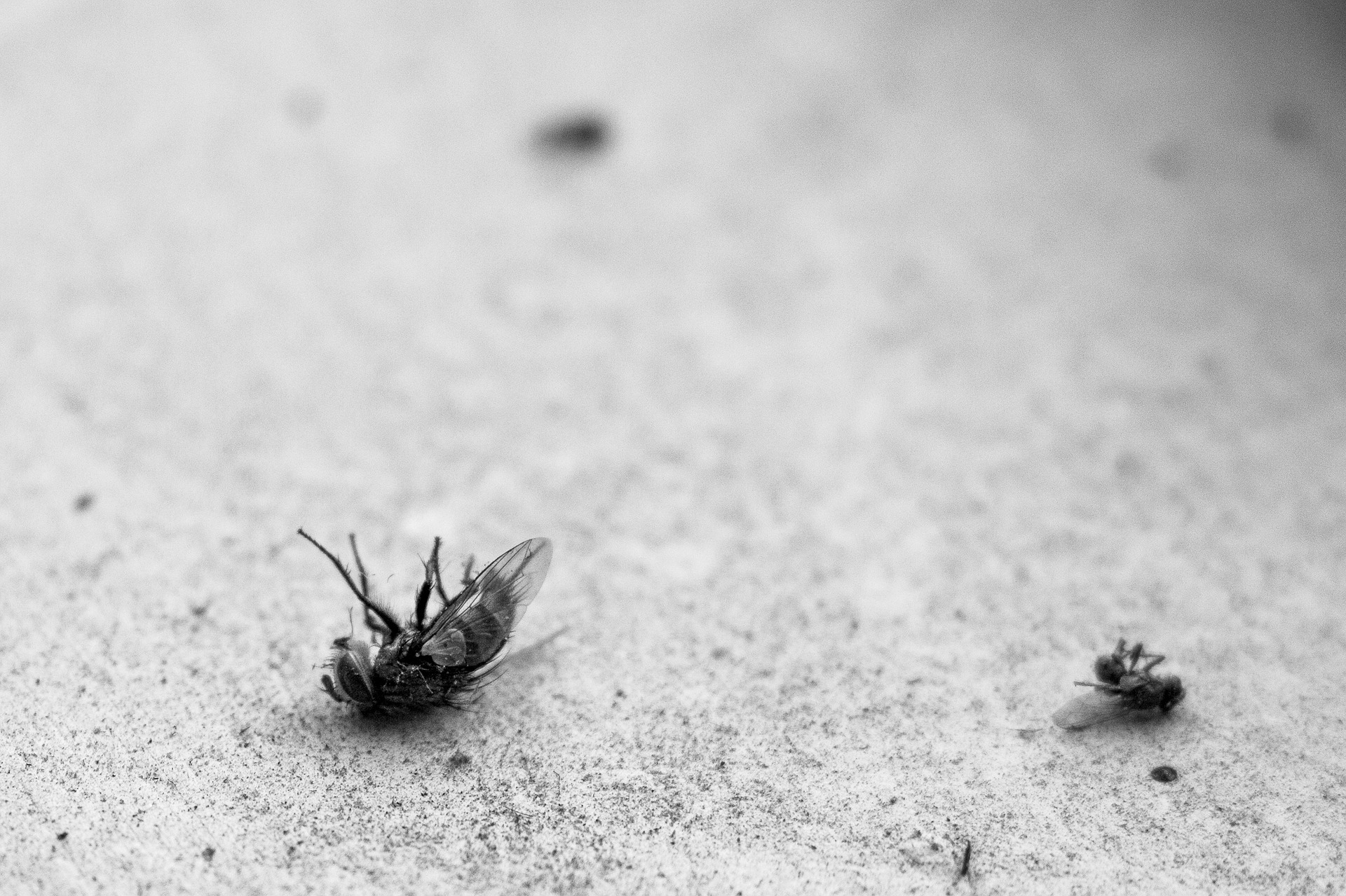dead fly